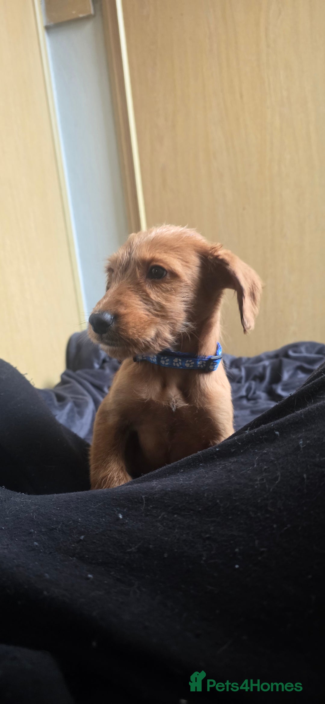 Irish Terrier dogs for sale: Five puppies for sale  - Advert 20