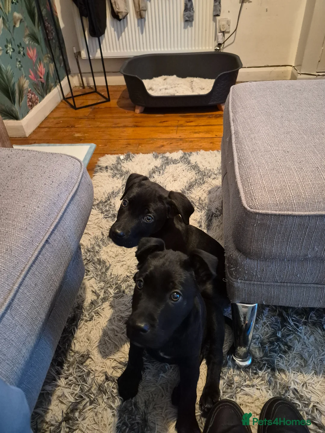 Mixed Breed dogs for sale: 2 male puppies  - Advert 2