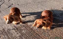 Cocker Spaniel dogs for sale: LOOKING FOR A NEW LOVING HOME - Advert 1