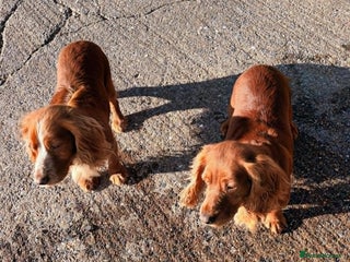 Cocker Spaniel dogs LOOKING FOR A NEW LOVING HOME - Advert 1