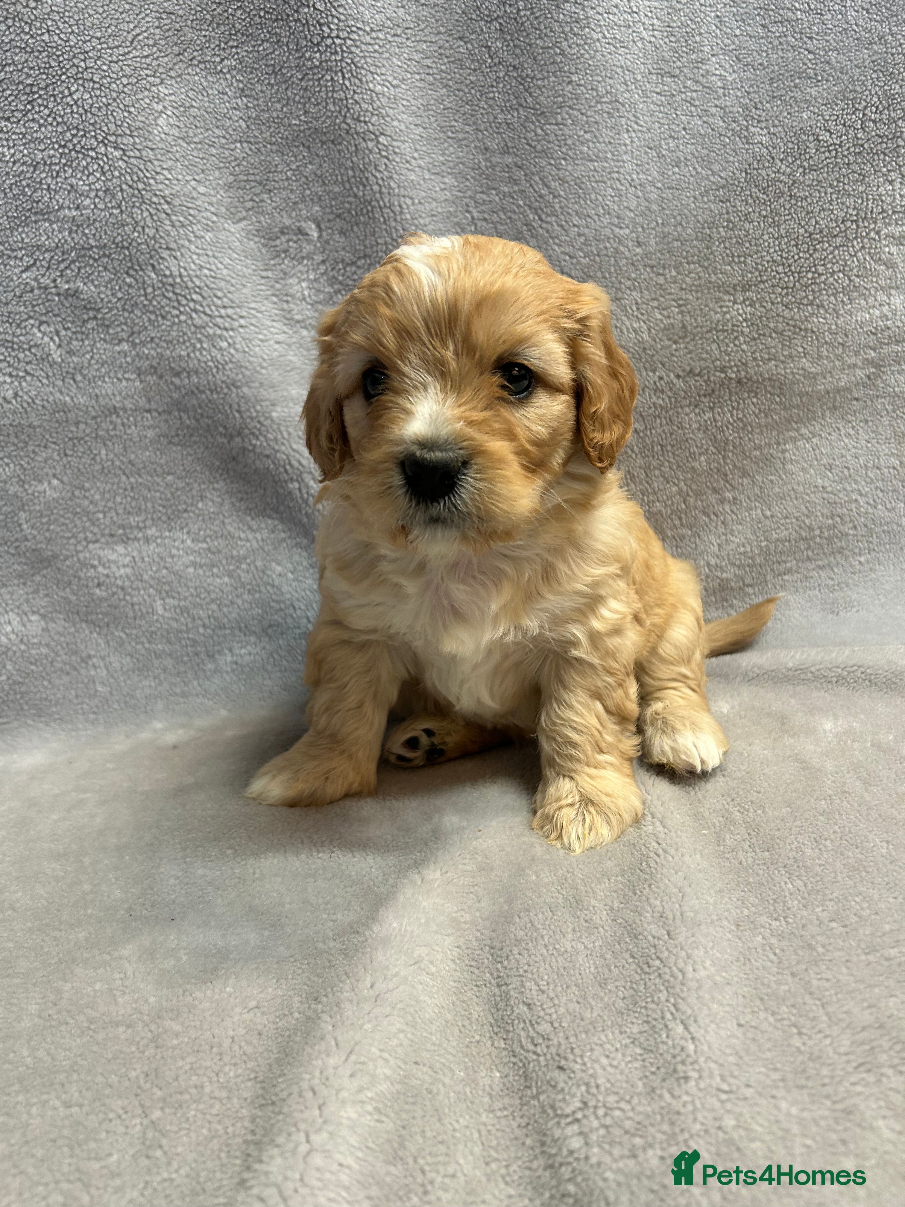 Cavapoochon dogs Gorgeous female cavapoochon  - Advert 3