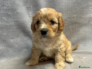 Cavapoochon dogs Gorgeous female cavapoochon - Advert 3