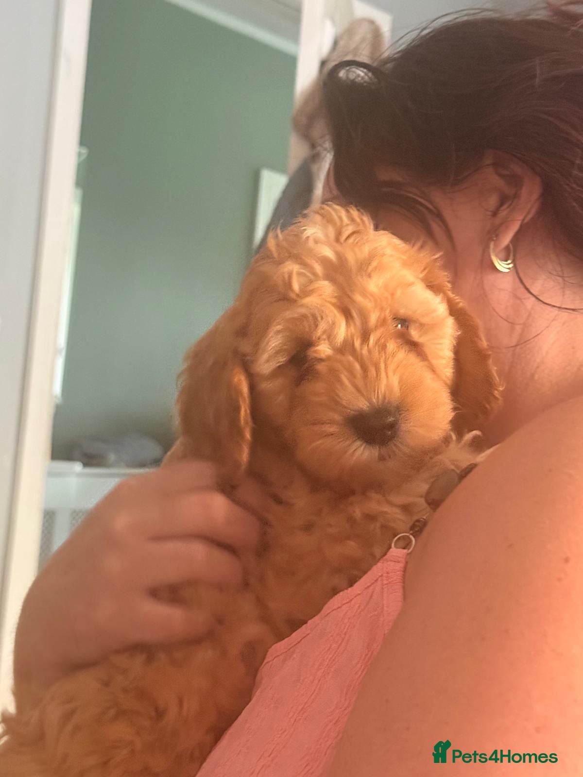 Cockapoo dogs Last Boy - Stunning Miniature F2 Cockapoo Puppie - Advert 2