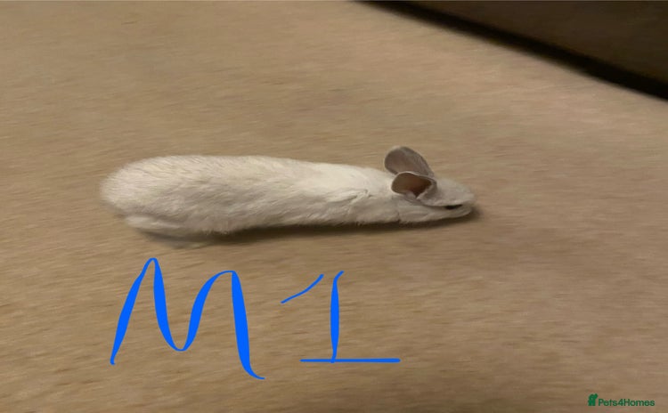 Mixed Breed rabbits Baby rabbits  - Advert 3