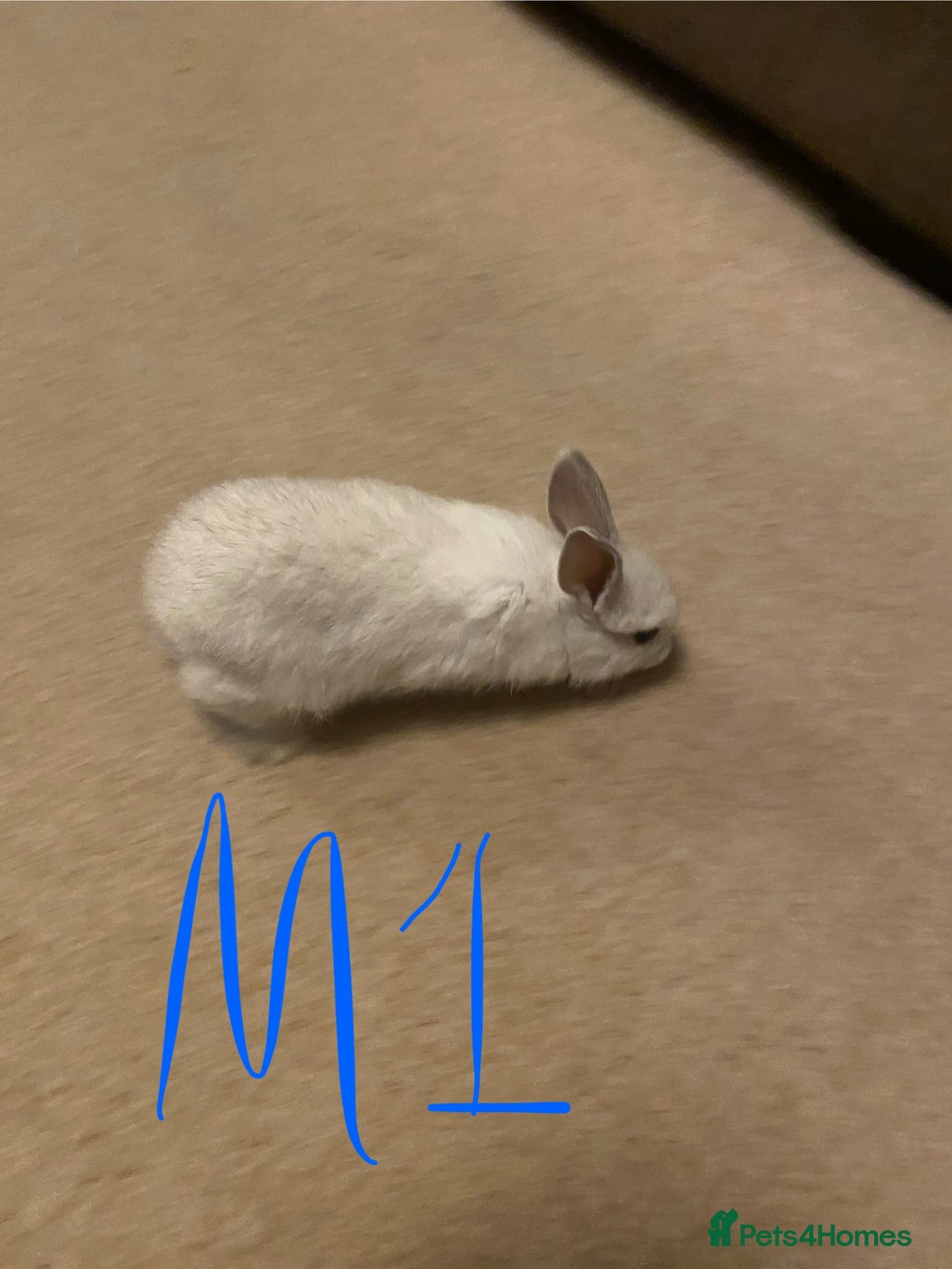 Mixed Breed rabbits for sale: Baby rabbits  - Image 13