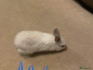 Mixed Breed rabbits Baby rabbits - Advert 20