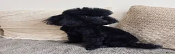 Toy Poodle dogs for stud: KC TOY POODLE STUD £400 - Advert 5
