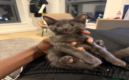 Mixed Breed cats for sale: gorgeous brother kittens 🐾 - Image 5