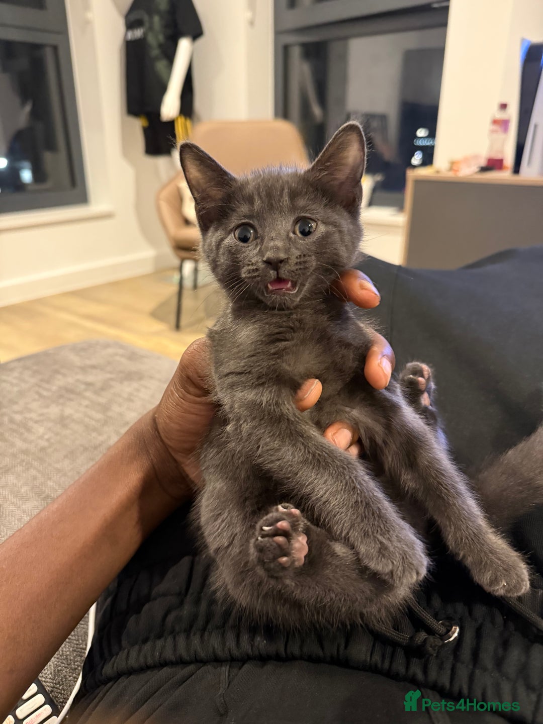 Mixed Breed cats for sale: gorgeous brother kittens 🐾 - Image 5