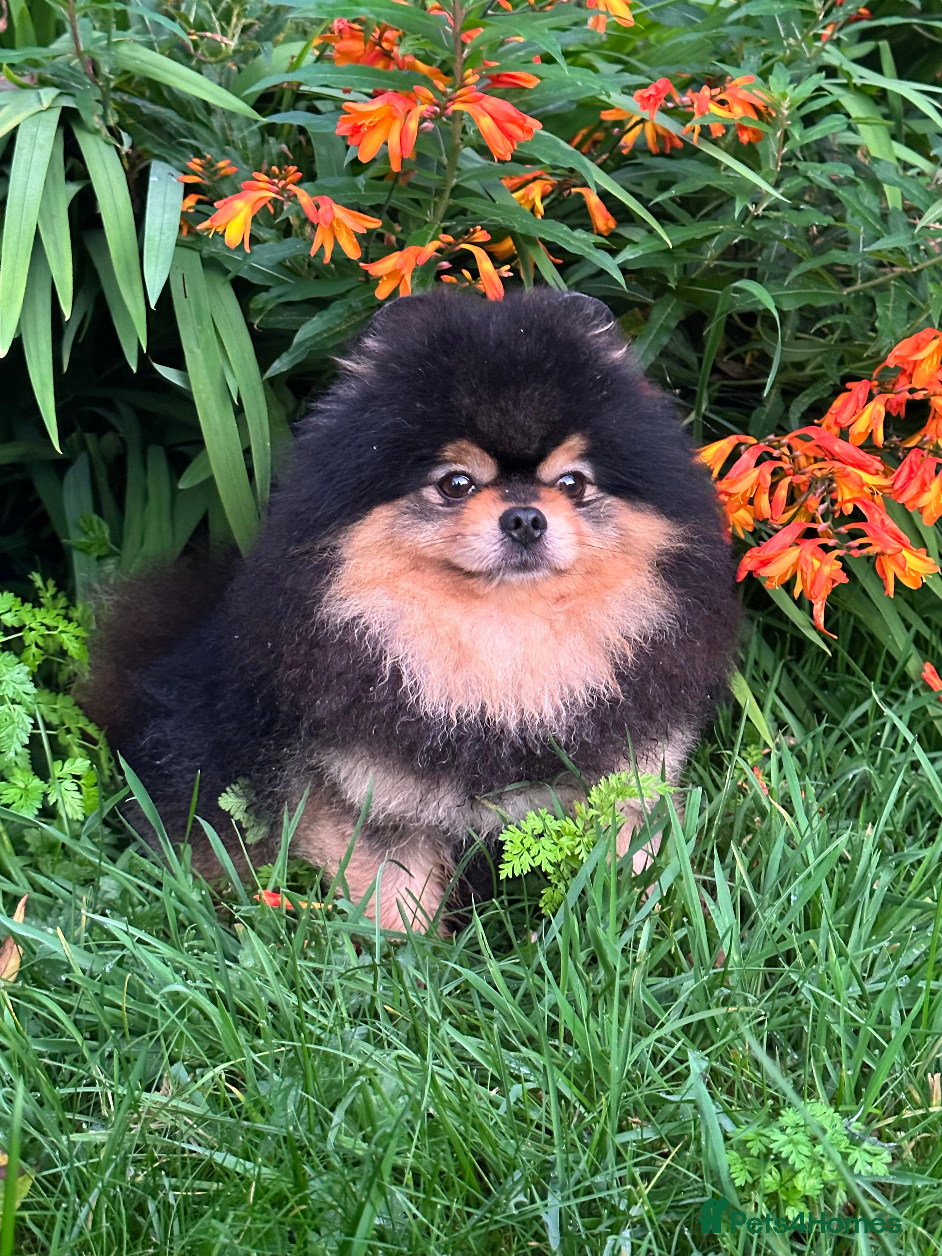 Pomeranian dogs Stunning Black and Tan for stud only in Lanark - Advert 5