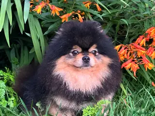 Pomeranian dogs Stunning Black and Tan for stud only in Lanark - Advert 8