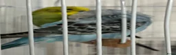 Budgerigars birds for sale: two budgies one male one female in Birmingham - Advert 5