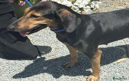Mixed Breed dogs for adoption: Cinnamon needs a loving home  - Image 25