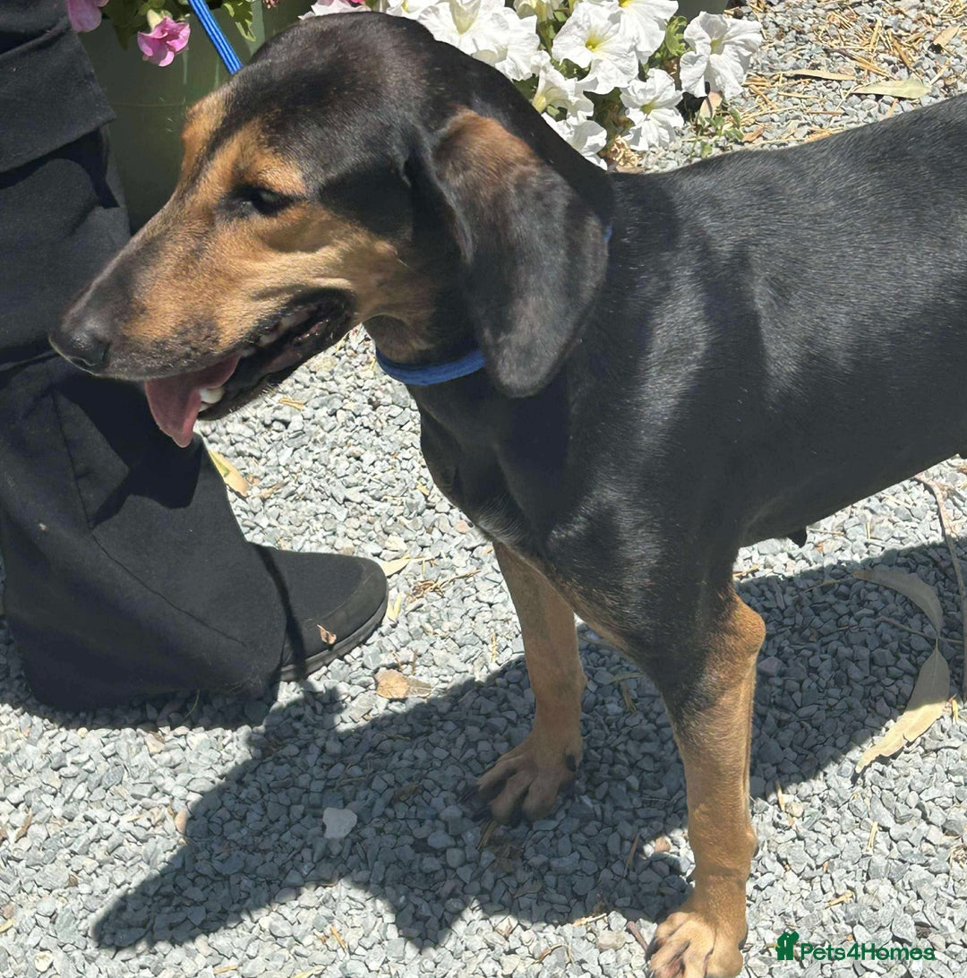 Mixed Breed dogs for adoption: Cinnamon needs a loving home  - Image 25