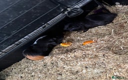 Guinea Pig rodents for sale: 2 male guinea pigs  - Image 1