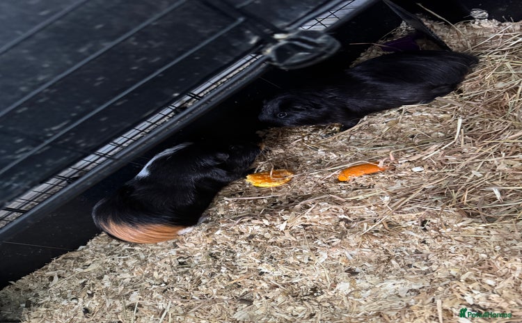 Guinea Pig rodents - Advert 4
