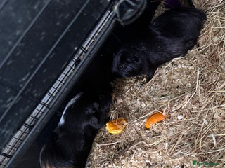 Guinea Pig rodents for sale - Advert 1