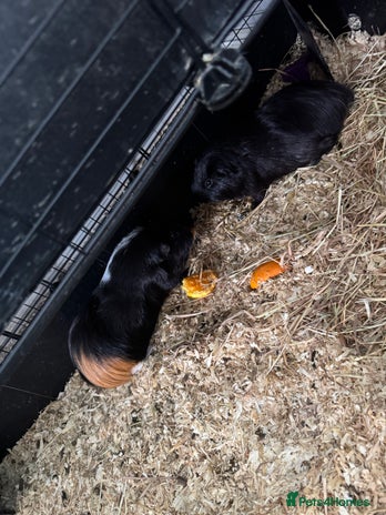 Guinea Pig rodents - Advert 14
