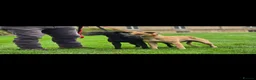 Whippet dogs for sale: Kc reg whippet litter - Advert 2