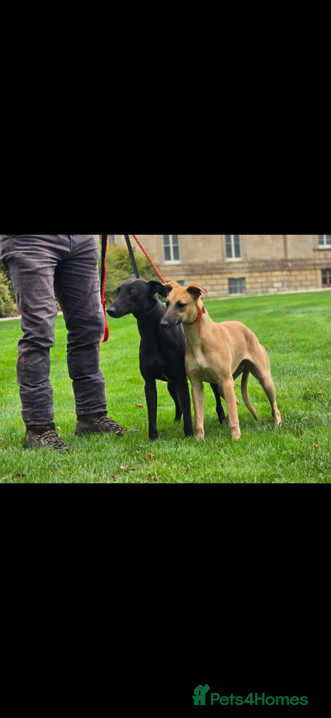 Whippet dogs for sale: Kc reg whippet litter - Advert 2
