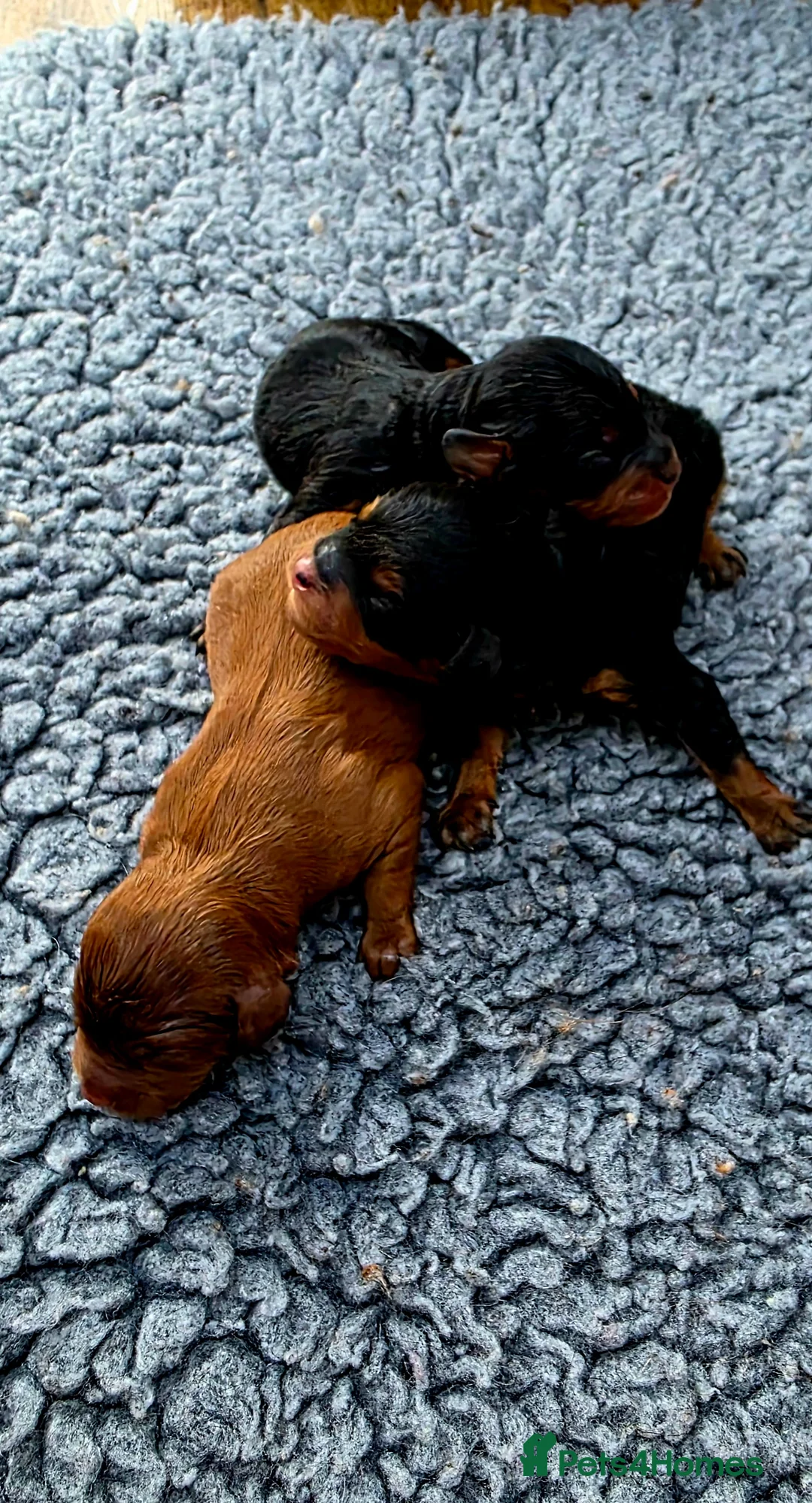 Cavapoo dogs for sale: Exquisite F1 Toy Cavapoos - Advert 2