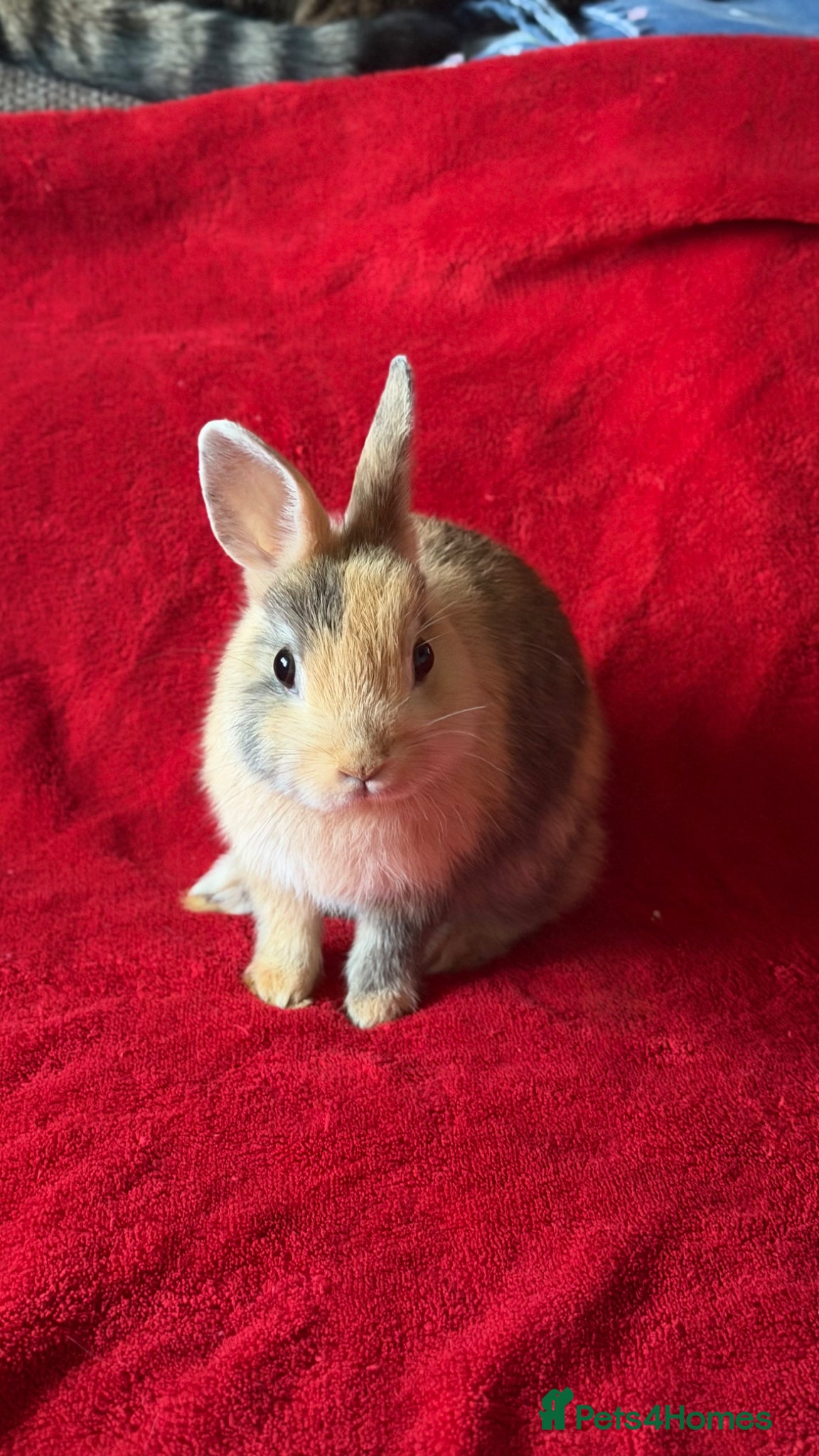 Netherland Dwarf rabbits The Netherland Dwarf Rabbits 🐰  - Advert 1