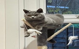 British Shorthair cats for sale: Beautiful British Shorthair Female Cat 🩵 - Image 4
