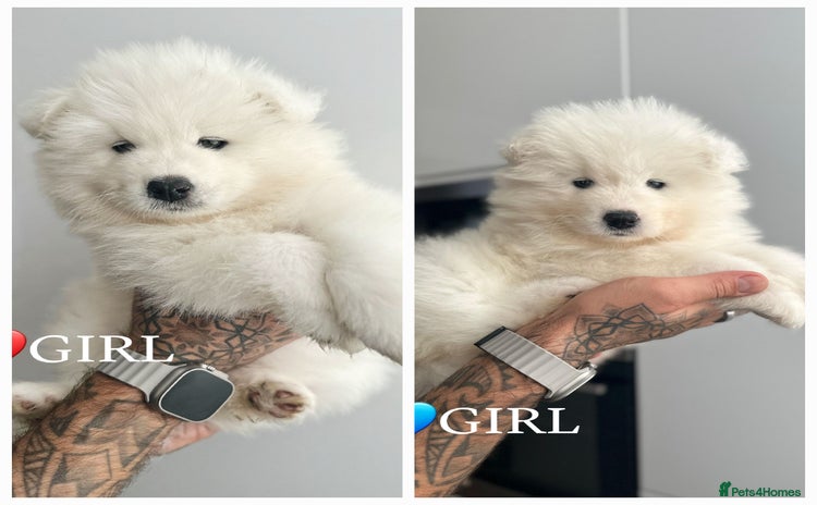 Samoyed dogs - Advert 1