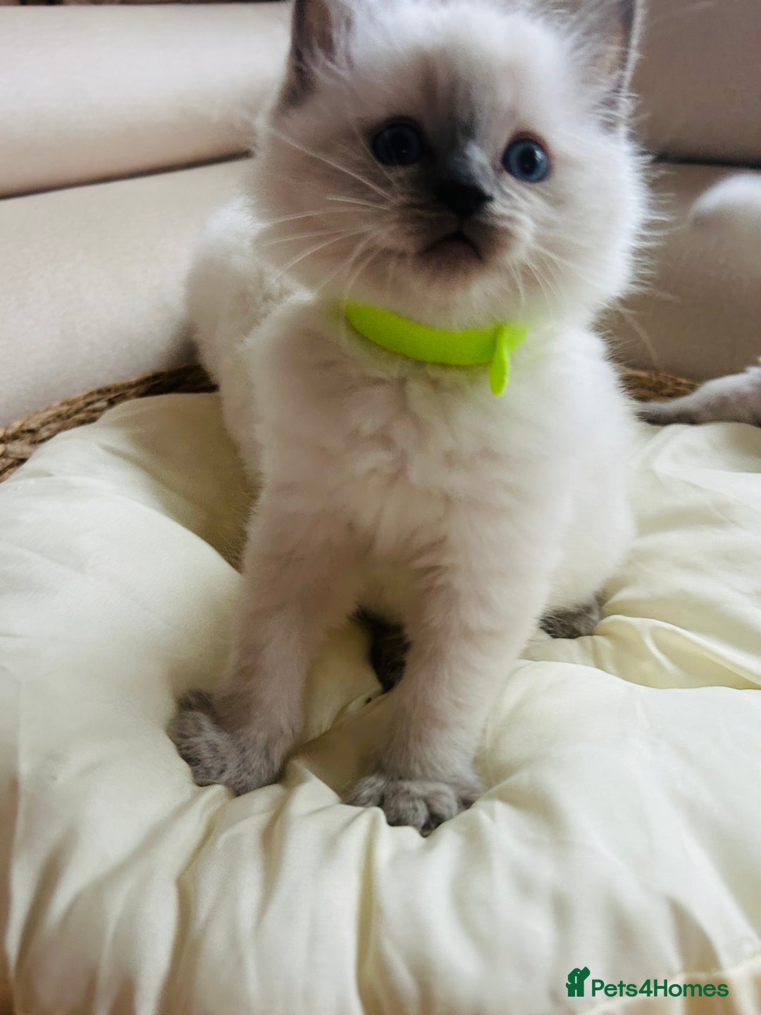 Ragdoll cats for sale: Ragdoll kittens  - Image 13
