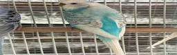 Budgerigars birds for sale: Baby budgies  - Advert 2