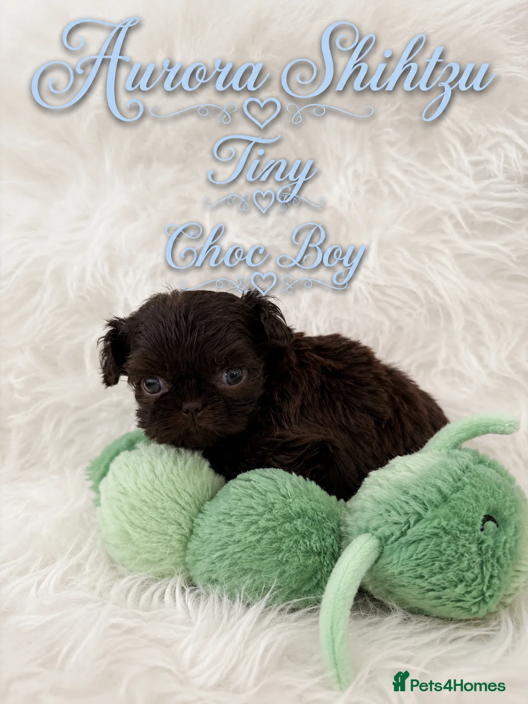 Shih Tzu dogs for sale: Kennel Club Health Tested Tiny Lines - Advert 1