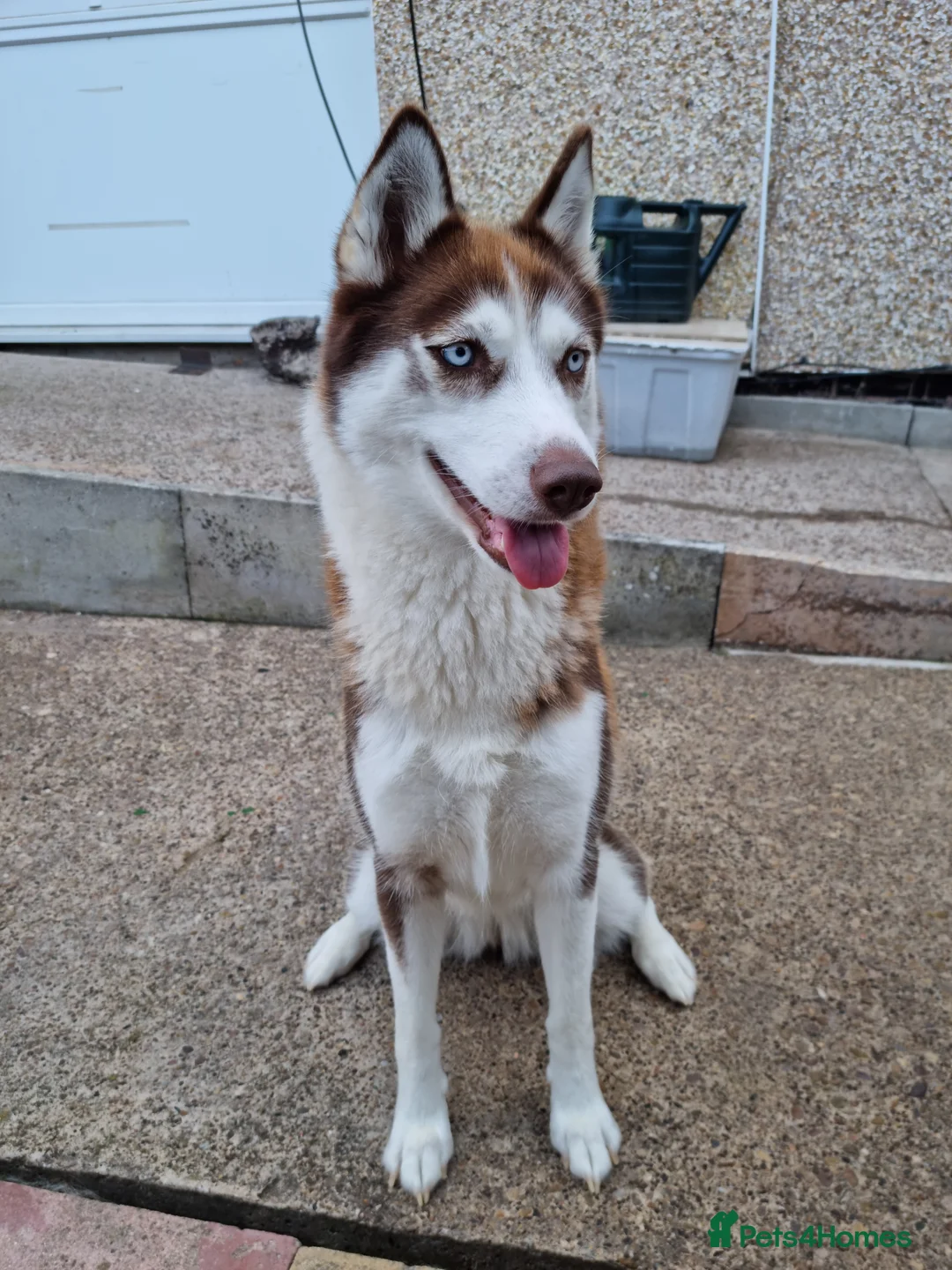 Mixed Breed dogs for sale: Siberian husky/ chow chow (chowski) - Advert 2
