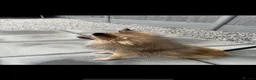 German Spitz dogs for sale: German spritz puppies  - Advert 9