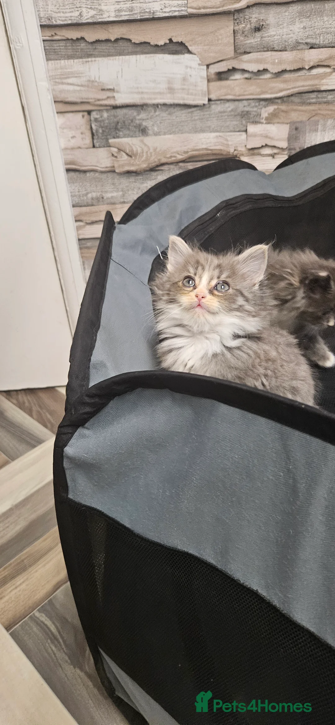 Mixed Breed cats for sale: Munchkin Kittens ready for their forever home - Advert 4
