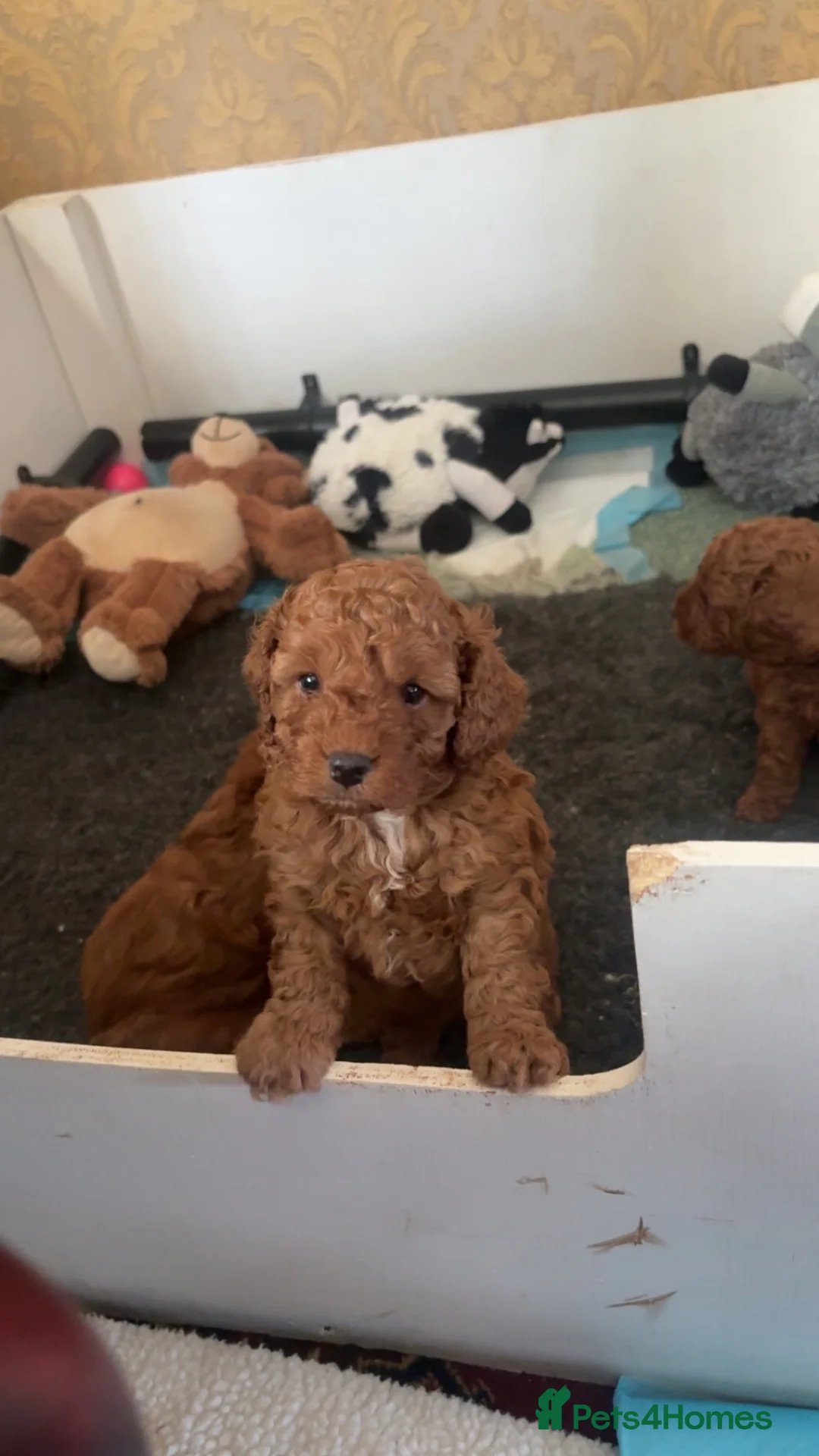 Cavapoo dogs for sale: Two male Cavapoo’s for sale🩵  in Doncaster - Advert 2