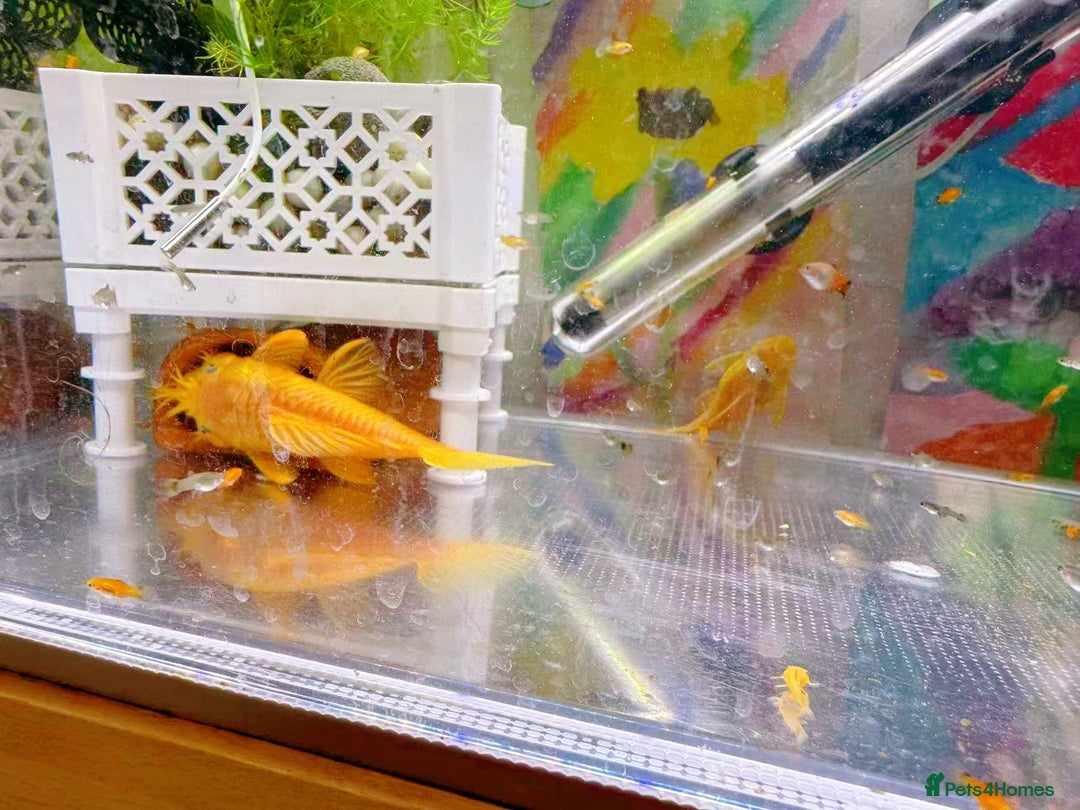 Plecos fish for sale: Bristlenose Pleco Golden&Snowflake – Various Sizes - Advert 16