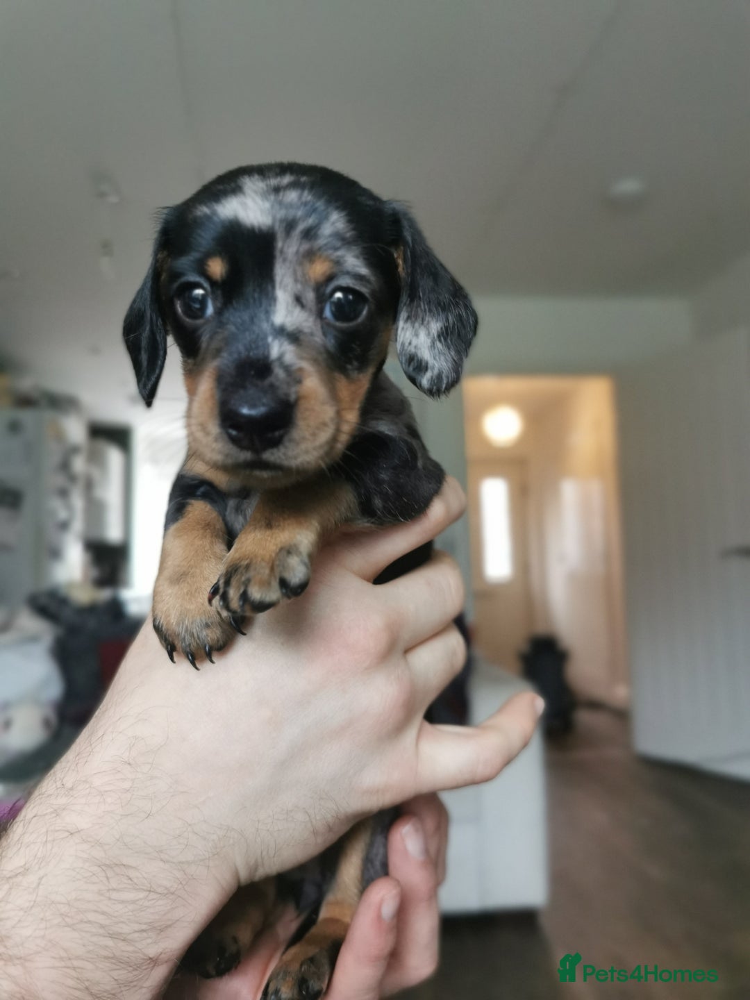 Miniature Dachshund dogs for sale: 5 beautiful miniature dachshund pups for sale - Advert 18