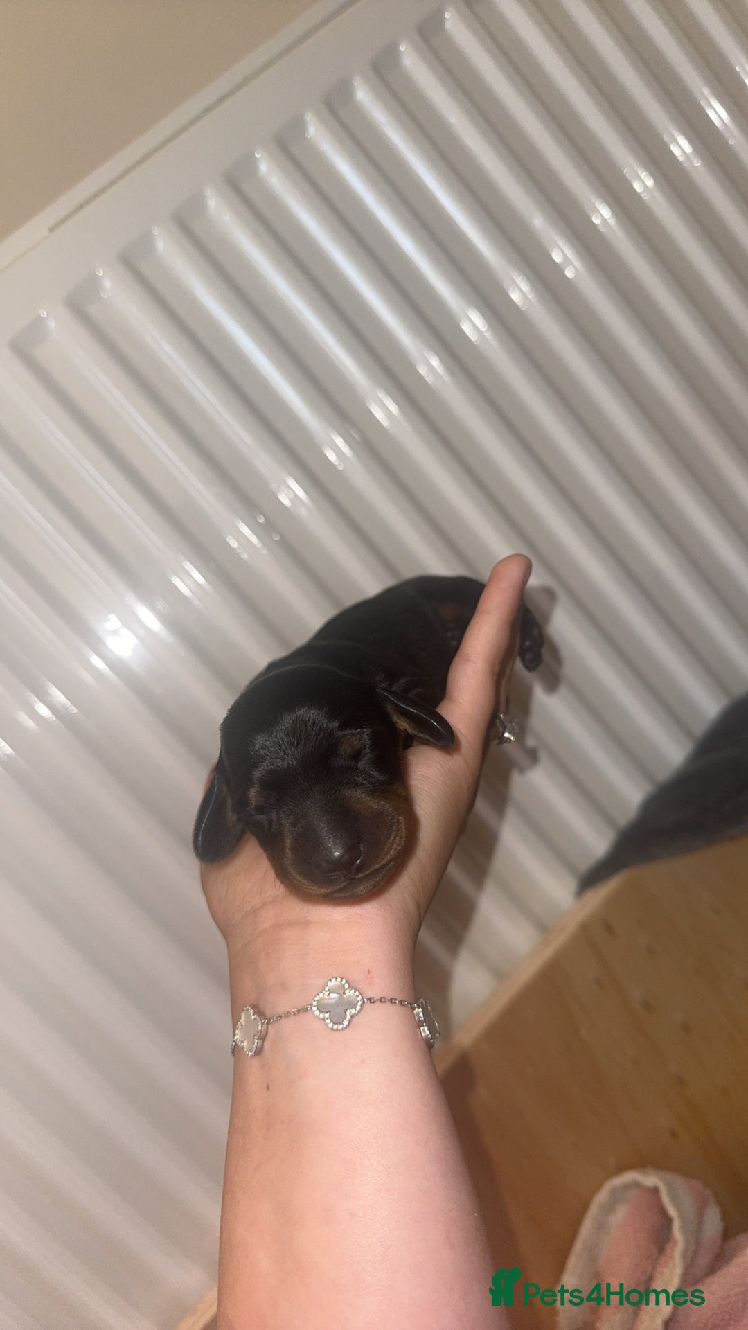 Miniature Dachshund dogs for sale: Miniature dachshund  - Image 5