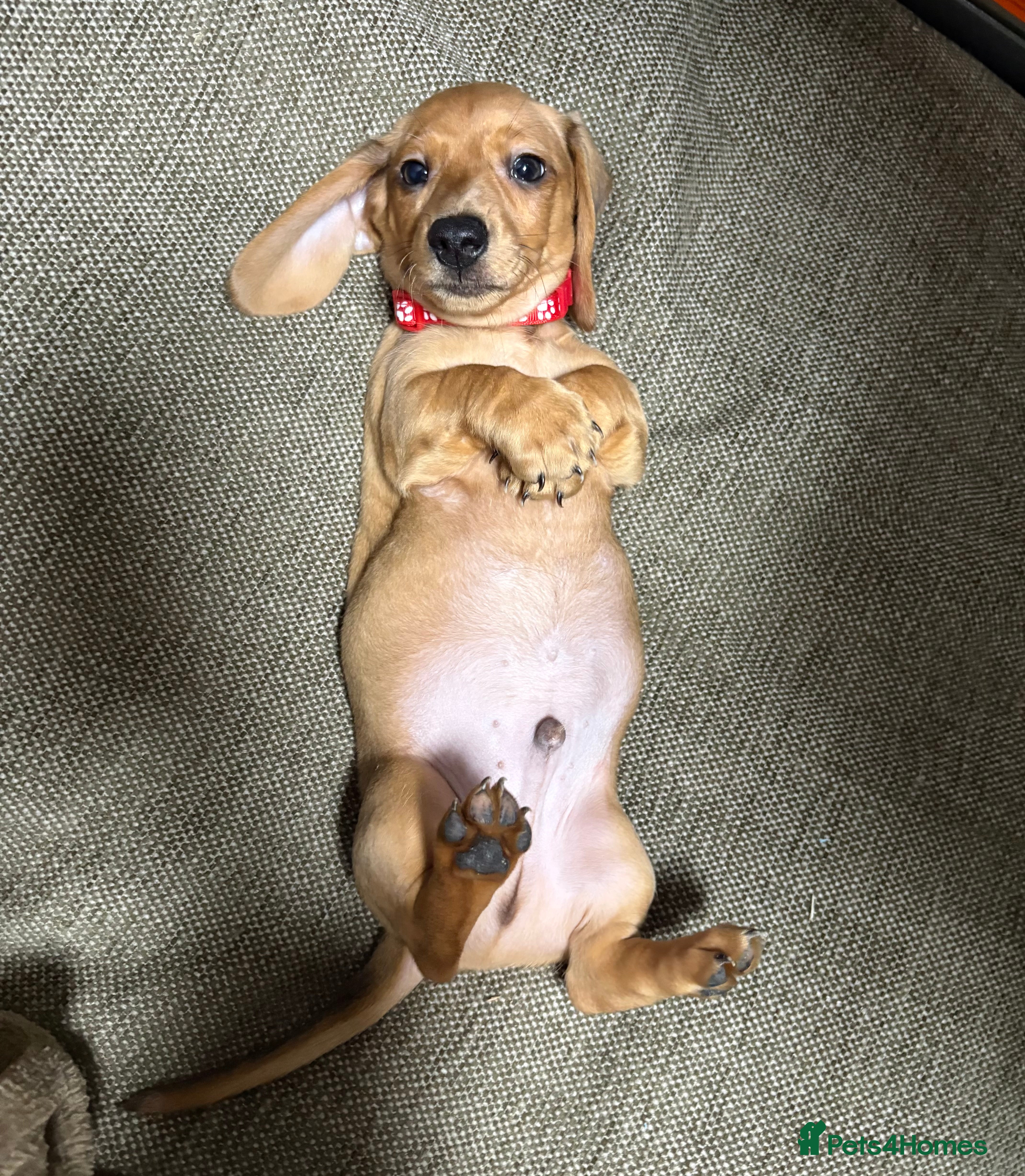 Miniature Dachshund dogs Miniature Dachshund Puppies💕 - Advert 4