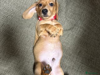 Miniature Dachshund dogs Miniature Dachshund Puppies💕 - Advert 4