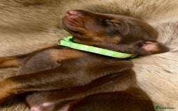 Dobermann dogs for sale: KC REGISTERED HEALTH TESTED DOBERMAN PUPS - Image 24
