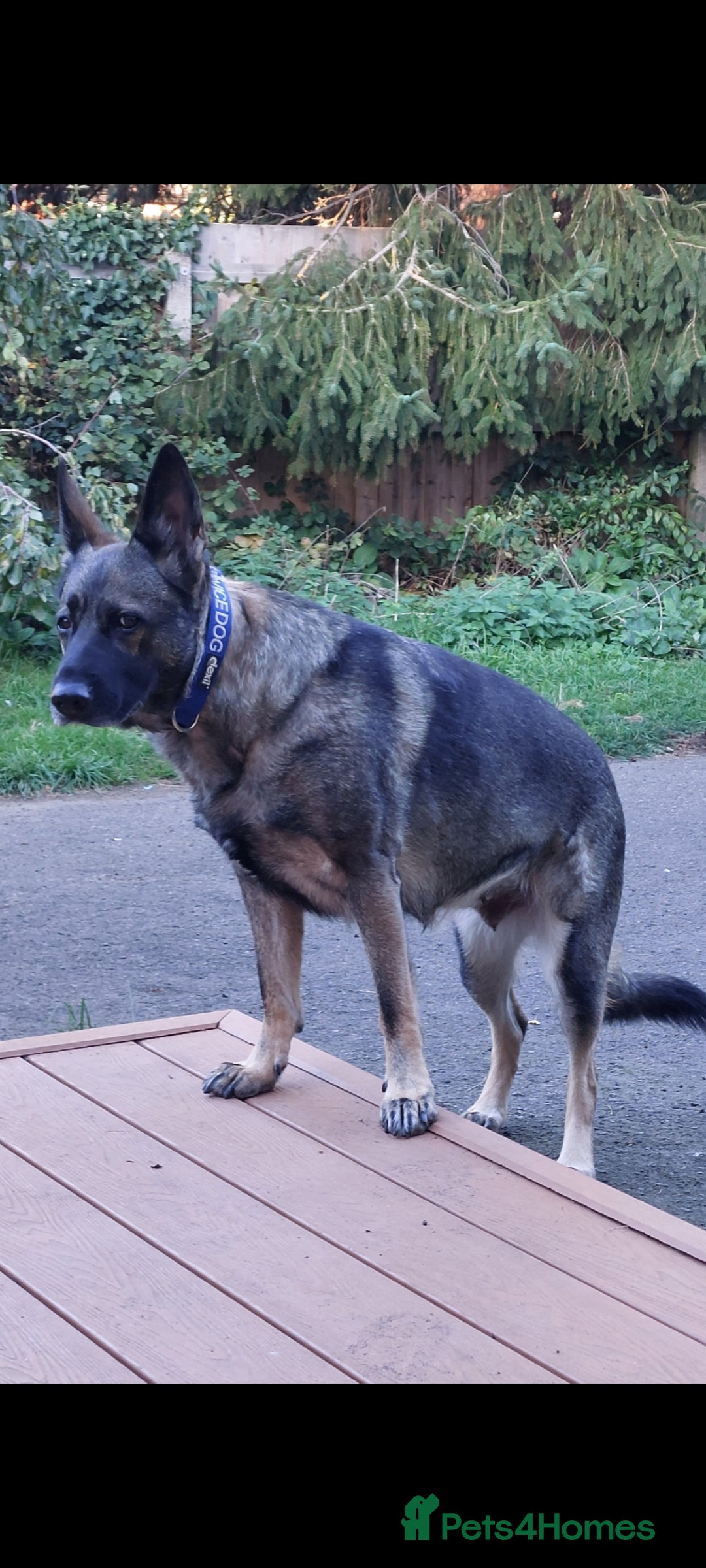 German Shepherd dogs for sale: Lillith - Advert 10