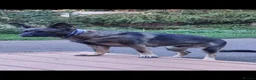 German Shepherd dogs for sale: Lillith - Advert 1