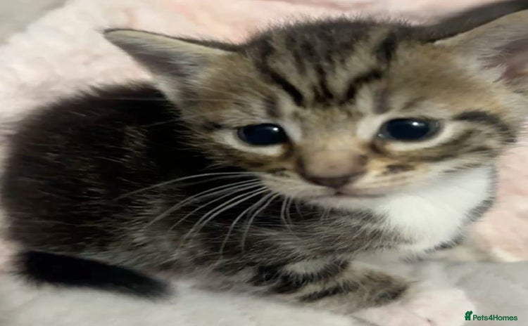 Mixed Breed cats - Advert 10