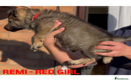 German Shepherd dogs for sale: Czech line German shepherds  - Image 15