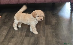 Miniature Poodle dogs for sale: LUXURY Litter of KC Registered Miniature Poodles - Image 28