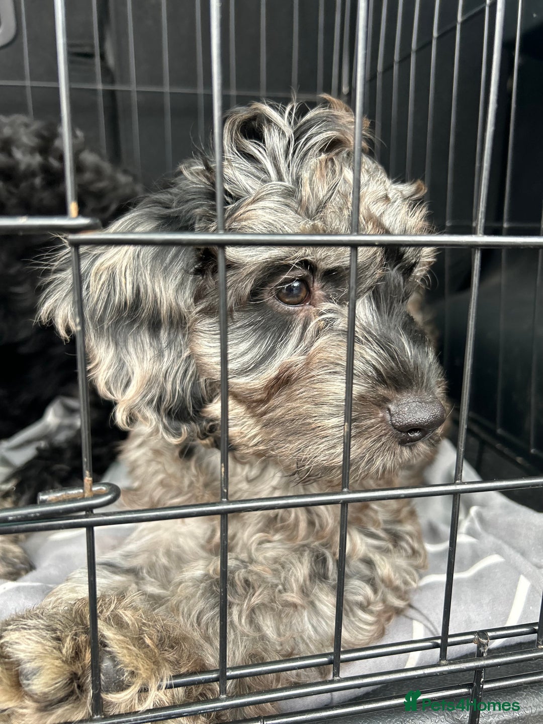 Cockapoo dogs for sale: Ready Now Beautiful Cockapoo pups £1000 in Wolverhampton - Image 21