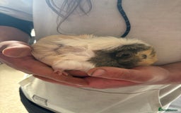 Guinea Pig rodents for sale: Male Guinea pigs for a good home  - Image 10