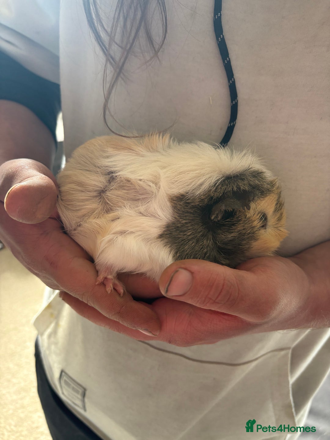 Guinea Pig rodents for sale: Male Guinea pigs for a good home  - Image 10