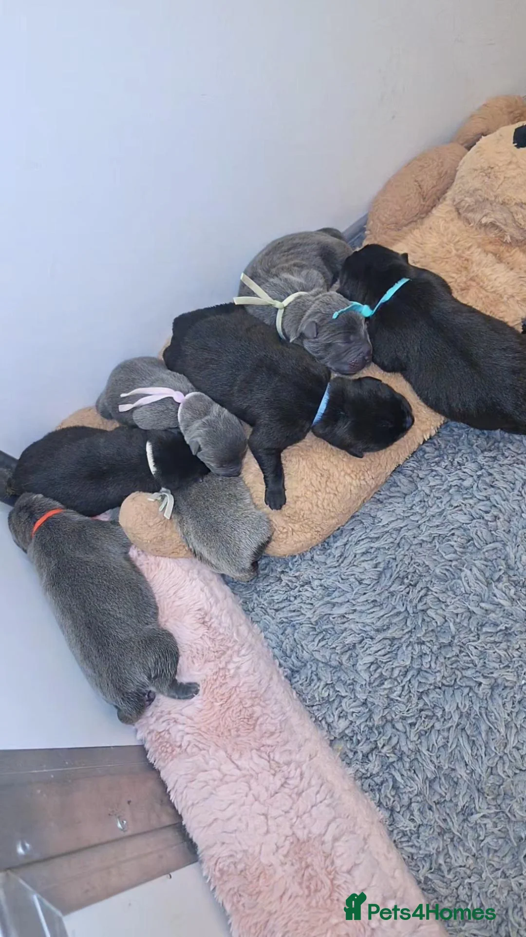 Mixed Breed dogs for sale: Chaffy puppies  - Advert 2